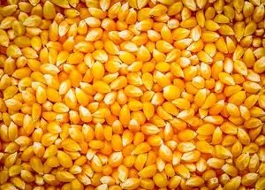 巴西黄玉米出口