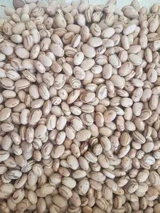 FEIJÃO CARIOCA - CARIOCA BEANS