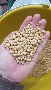 SOJA GMO -  GMO SOYBEAN