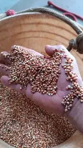 SORGO VERMELHO - RED SORGHUM 