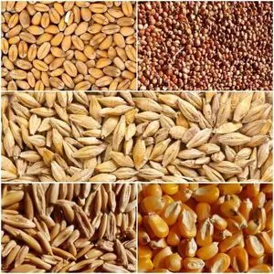 Premium Quality Organic Dried Yellow Corn Maize for Human &...