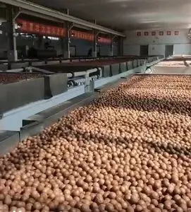 Nozes de macadâmia com e sem casca