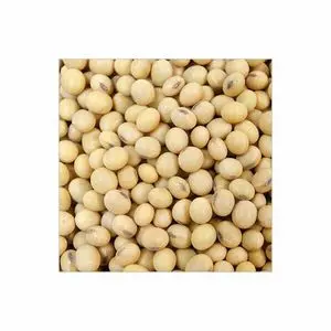Non Gmo and Gmo Soybeans 