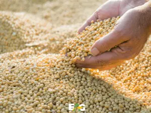 Soybeans - Brazilian Origin