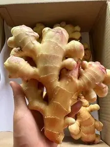 Jengibre orgánico de alta calidad 