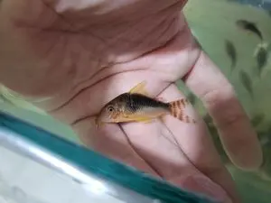 Fresh water ornamental fish