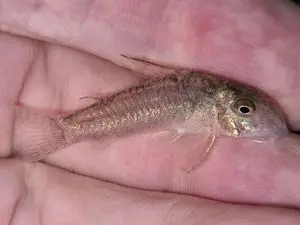 Fresh water ornamental fish