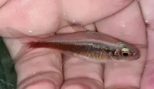 Fresh water ornamental fish