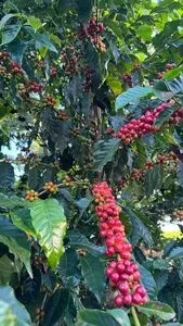 Special Arabica Coffee in Green Beans from Brazil, SCA 84+...