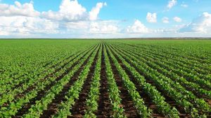 SEMILLAS CERTIFICADAS; SOJA; MAÍZ; TRIGO; OATS; SIP; GRANOS;...