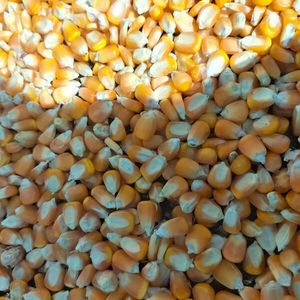 Semillas de maíz ecológicas – Durban SA certificada como...