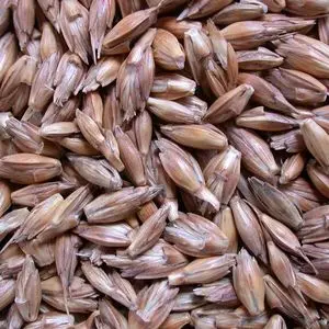 Espelta – Triticum spelta, 14% de proteína, certificado orgánico...