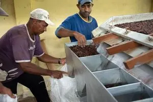 Bahia Cocoa Almonds