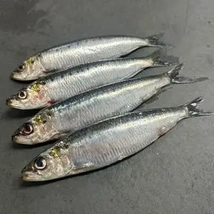 Oferta exclusiva de sardina congelada de pescado de calidad...