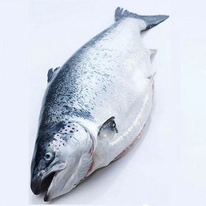 Salmón de venta ultra, pescado fresco, sabor rico, marisco para...