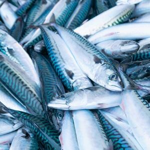 Caballa Pescado Fresco de Marisco a Precio Más Bajo para...