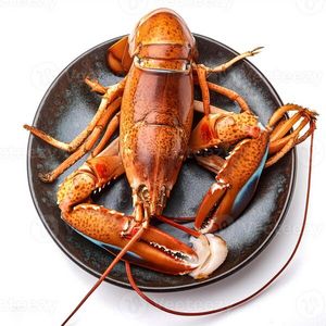 Grandes descuentos de langosta fresca marisco de calidad premium...