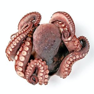 Proveedor premium de pulpo congelado capturado en la naturaleza...