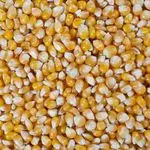 Grade 2 Yellow Corn for Animal Feeding