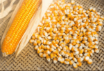 最优质的干黄玉米