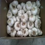 Venda por atacado alho seco e fresco