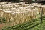SISAL FIBER