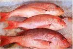 Pargo - Red Snapper - Lutjanus Purpureus