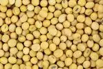 SOYBEAN NON GMO, GRADE 2 (Fit For Human...