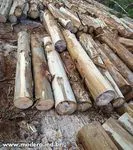 Toras de madeira 