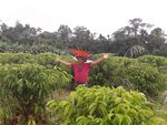 ROBUSTA COFFEE FROM THE AMAZON 