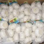 Ajo de cultivo blanco nuevo