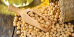 SOJA GMO Y NO GMO