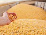 milho amarelo OGM e GMO Free 