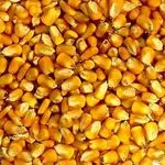 Description of Grade A Yellow Corn
