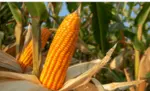 MAÍZ AMARILLO GMO PARA CONSUMO HUMANO...