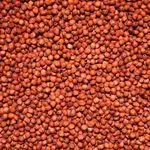 Sorgo rojo