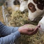 High Quality Animal Feed Nutritional...