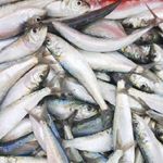 Super Ofrece Sardinas Frescas de...
