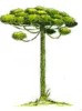 Araucaria